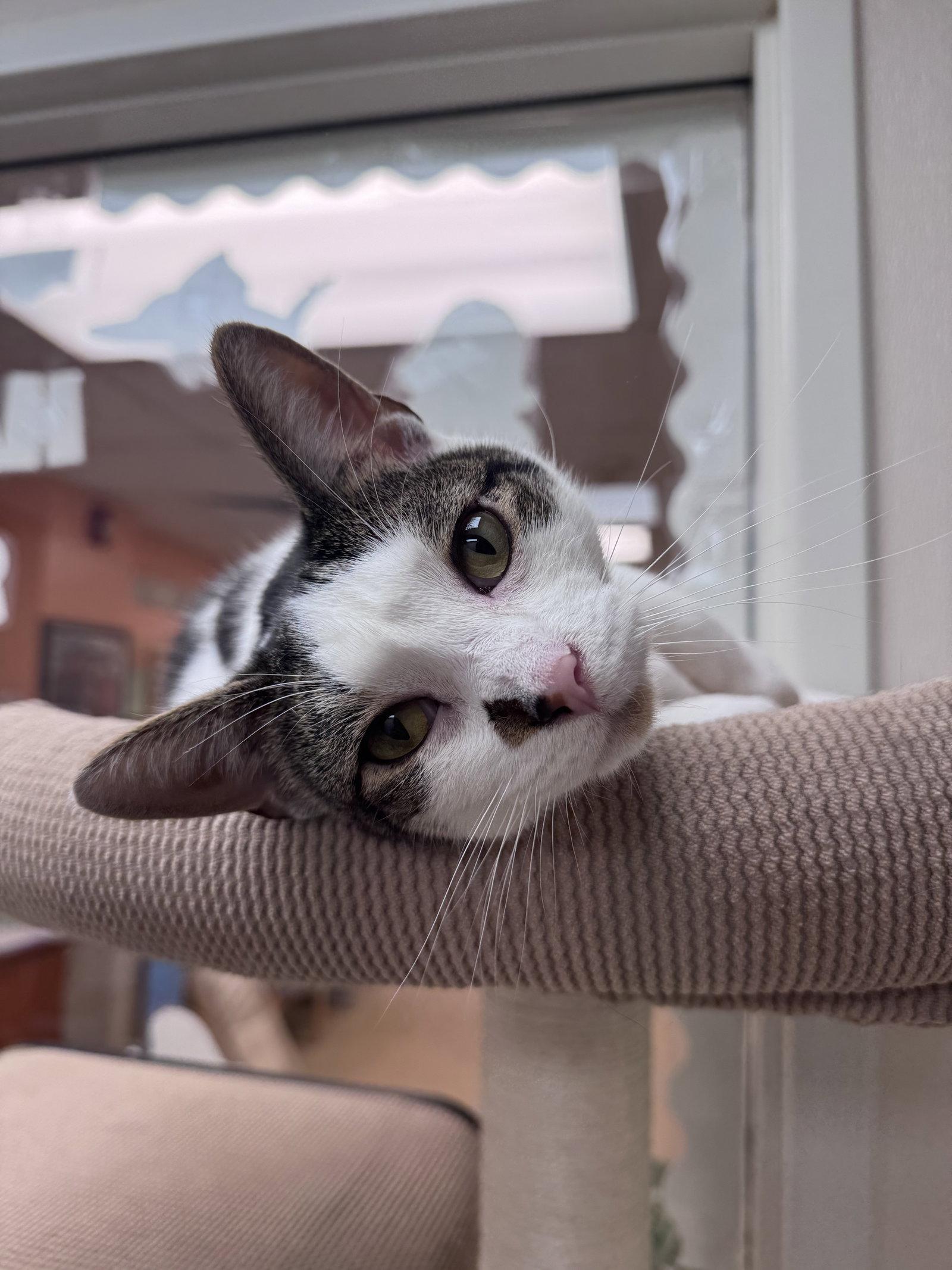 Enlarge Harry, a Adoptable Domestic Short Hair in Brick, NJ image 3/3