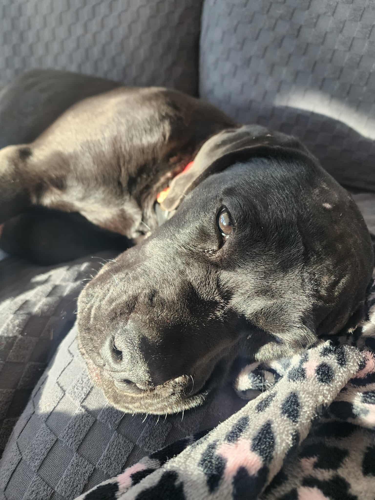 Brie, an adoptable Cane Corso in Edmonton, AB, T5Y 3N6 | Photo Image 3