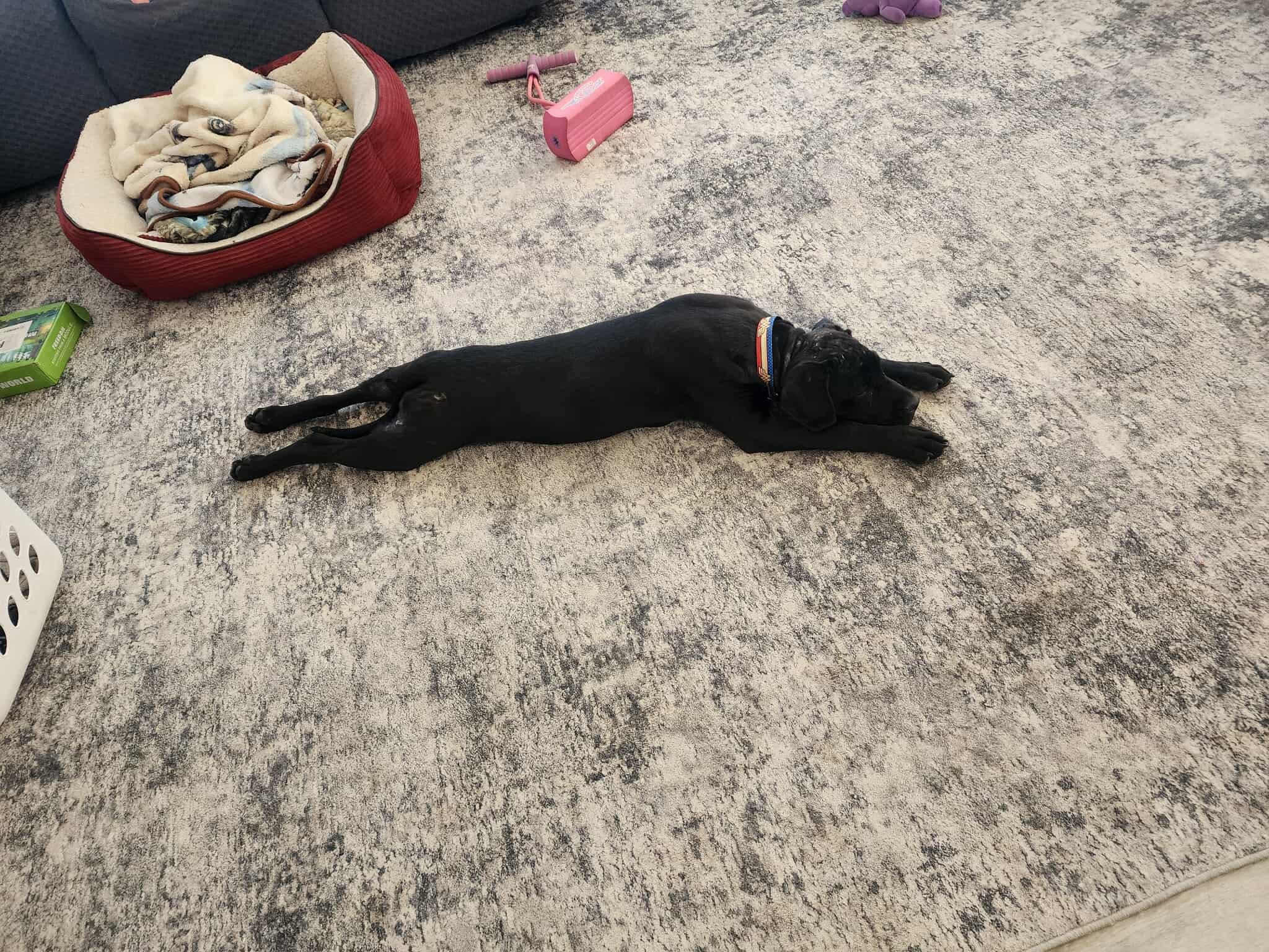 Brie, a Adoptable mixed breed in Edmonton, AB image 5/6