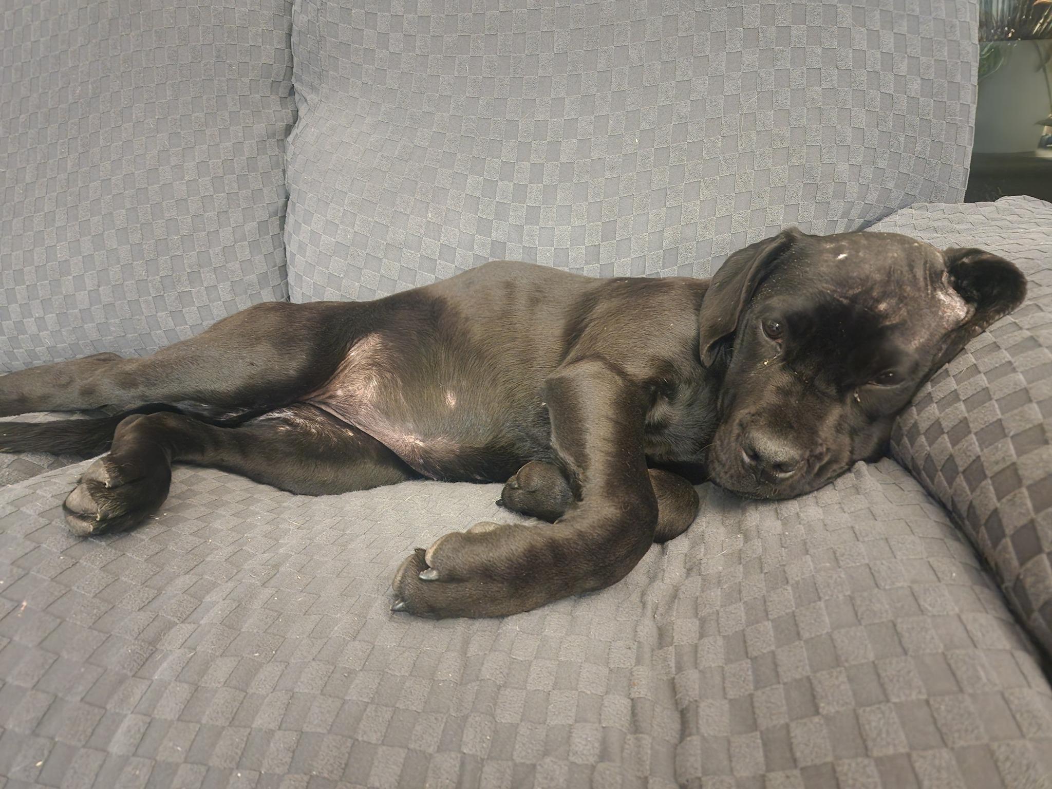 Brie, a Adoptable mixed breed in Edmonton, AB image 4/6