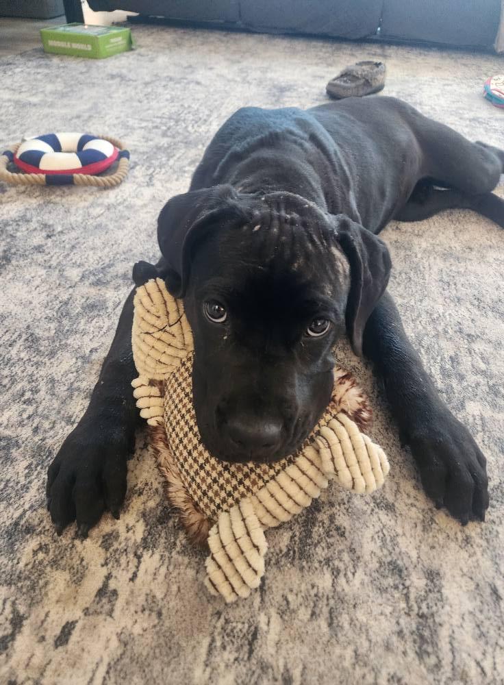 Brie, Adoptable, Young Female Cane Corso.