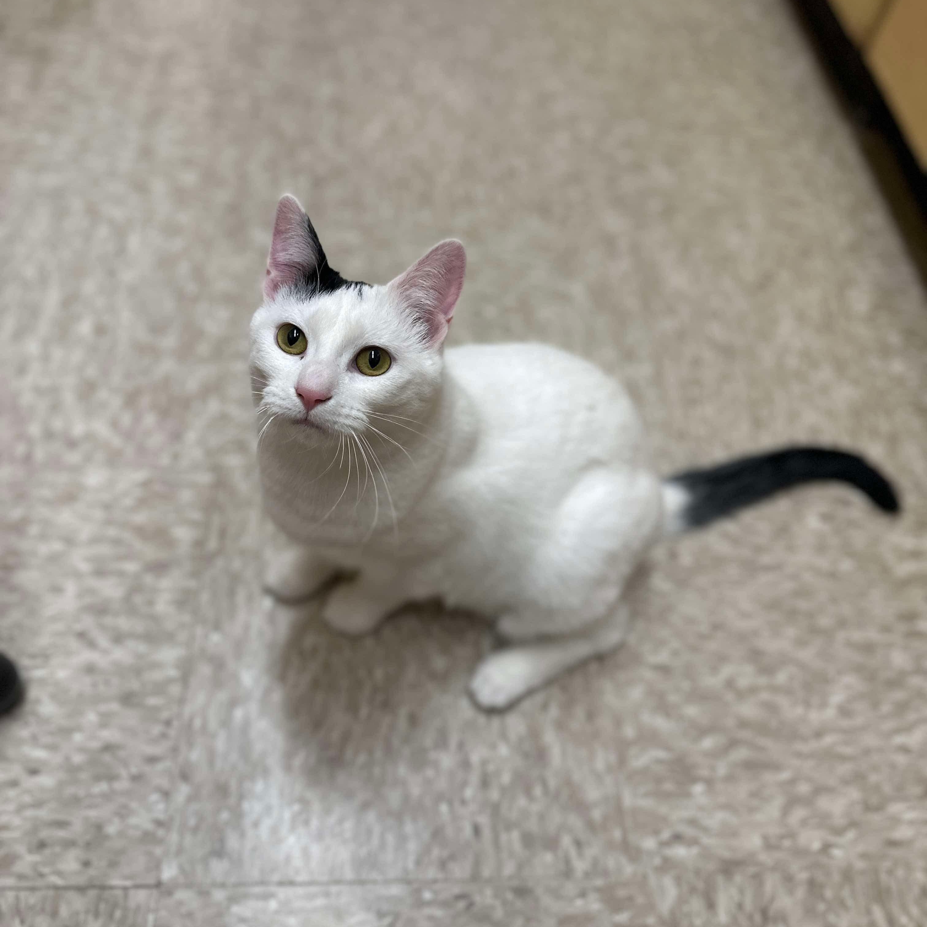 Enlarge Cleo, a ADOPTABLE Domestic Short Hair in Sewell, NJ image 3/6