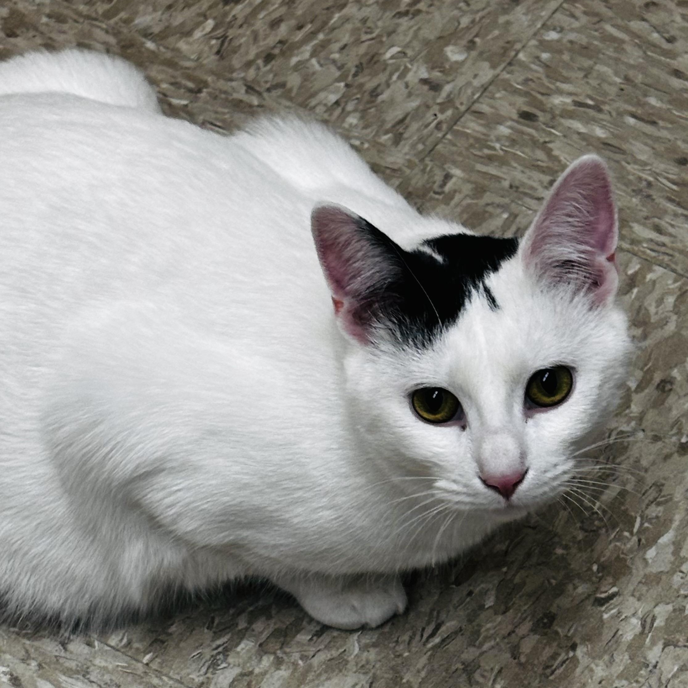 Enlarge Cleo, a ADOPTABLE Domestic Short Hair in Sewell, NJ image 6/6