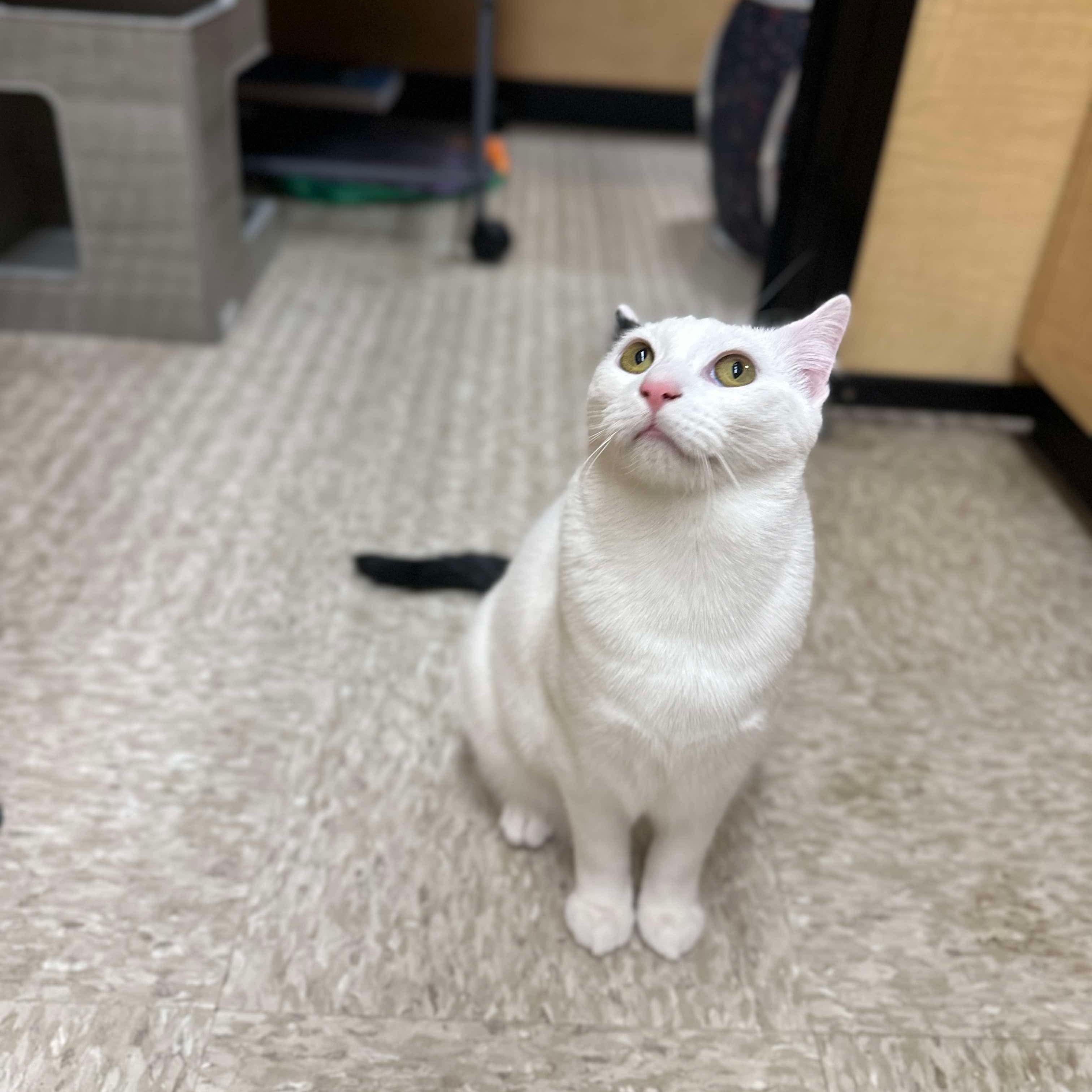 Enlarge Cleo, a ADOPTABLE Domestic Short Hair in Sewell, NJ image 4/6