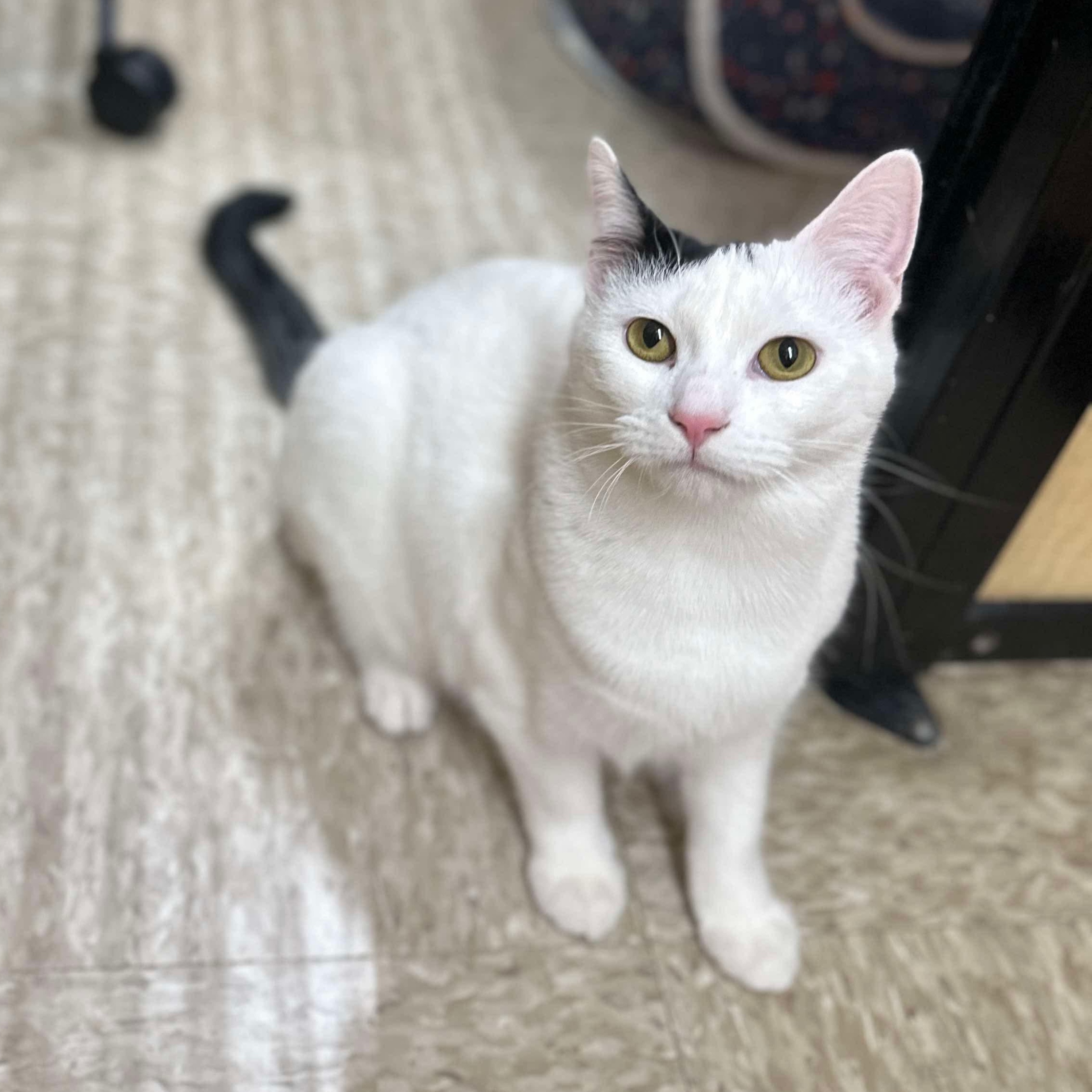 Enlarge Cleo, a ADOPTABLE Domestic Short Hair in Sewell, NJ image 5/6