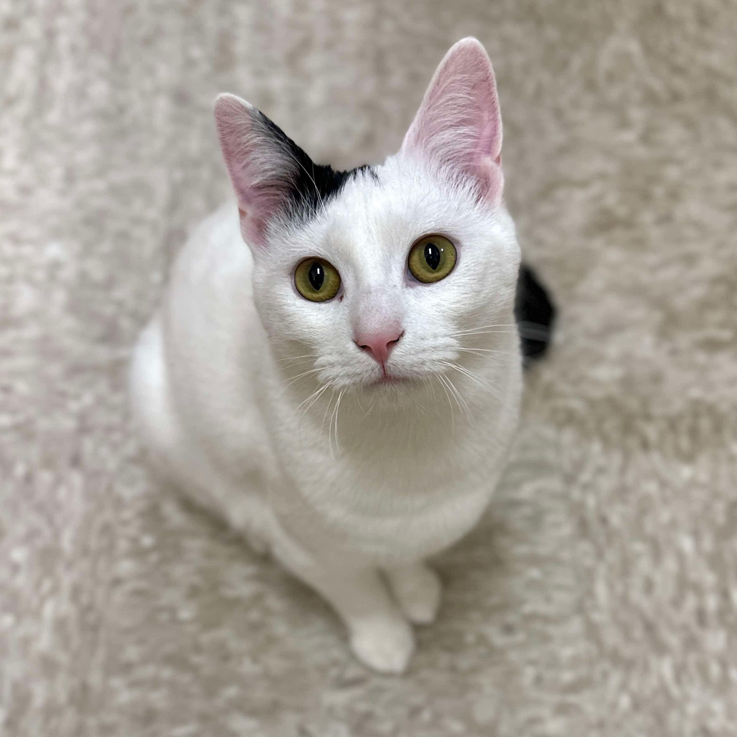 Enlarge Cleo, a ADOPTABLE Domestic Short Hair in Sewell, NJ image 1/6