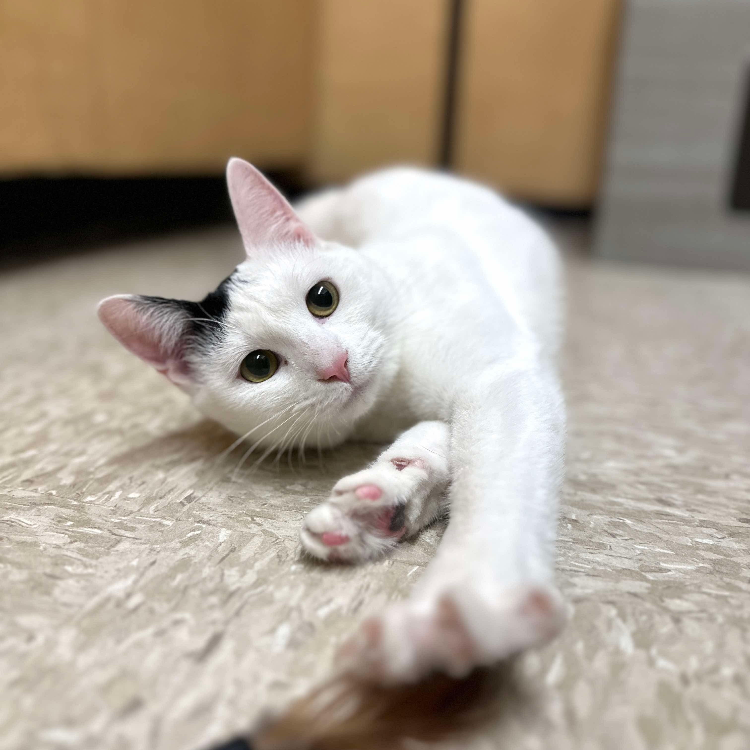 Enlarge Cleo, a ADOPTABLE Domestic Short Hair in Sewell, NJ image 2/6