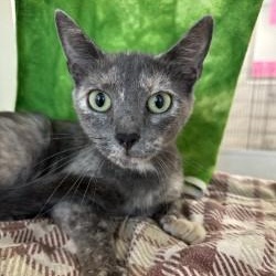 Tana (ID 52209), ADOPTABLE, Young Female Domestic Short Hair.