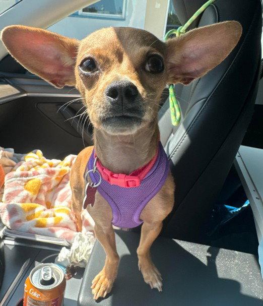 Chia, a Adoptable Chihuahua in San Diego, CA image 1/3