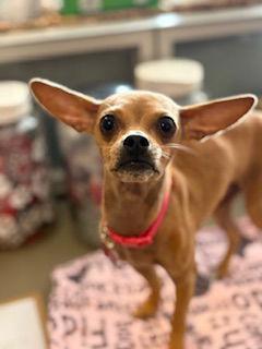 Enlarge Chia, a Adoptable Chihuahua in San Diego, CA image 1/3