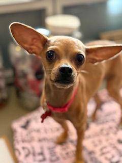 Enlarge Chia, a Adoptable Chihuahua in San Diego, CA image 2/3