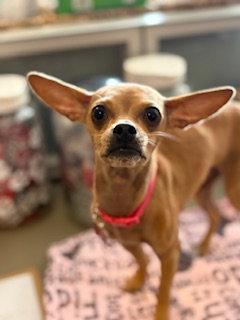 Chia, a Adoptable Chihuahua in San Diego, CA image 3/3