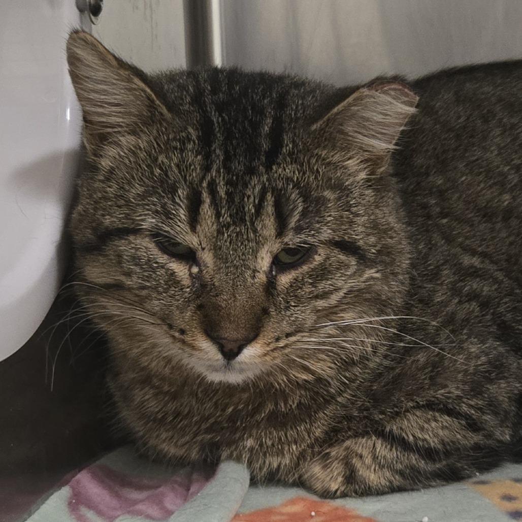 WORKING CAT Bruce, a Adoptable mixed breed in Saint Cloud, MN image 1/2