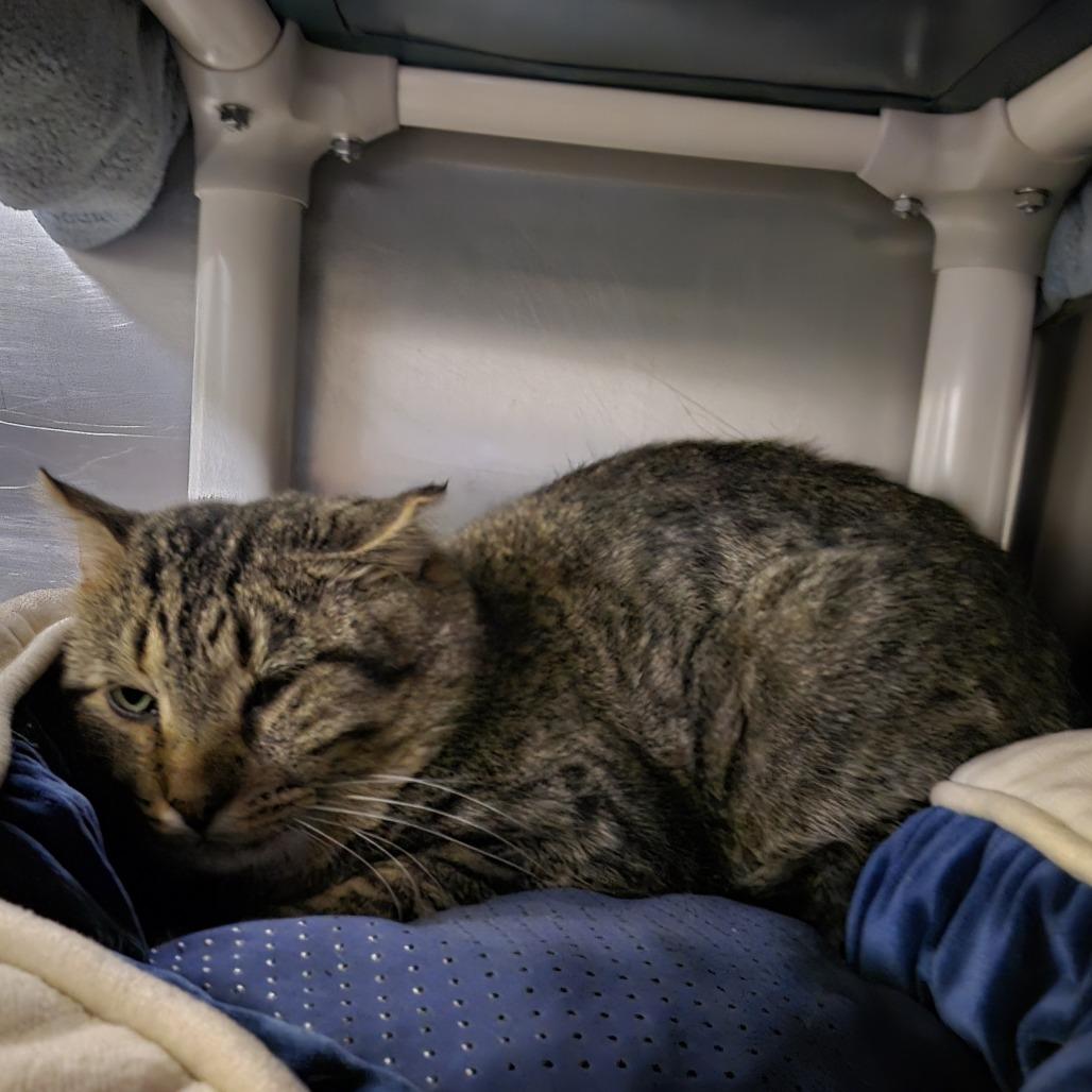 WORKING CAT Bruce, a Adoptable mixed breed in Saint Cloud, MN image 2/2