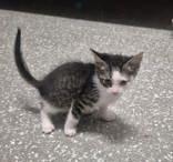 Jed, Adopted, Young Male Domestic Short Hair.