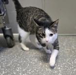 Jed, a Adopted Domestic Short Hair in Joshua, TX image 2/2