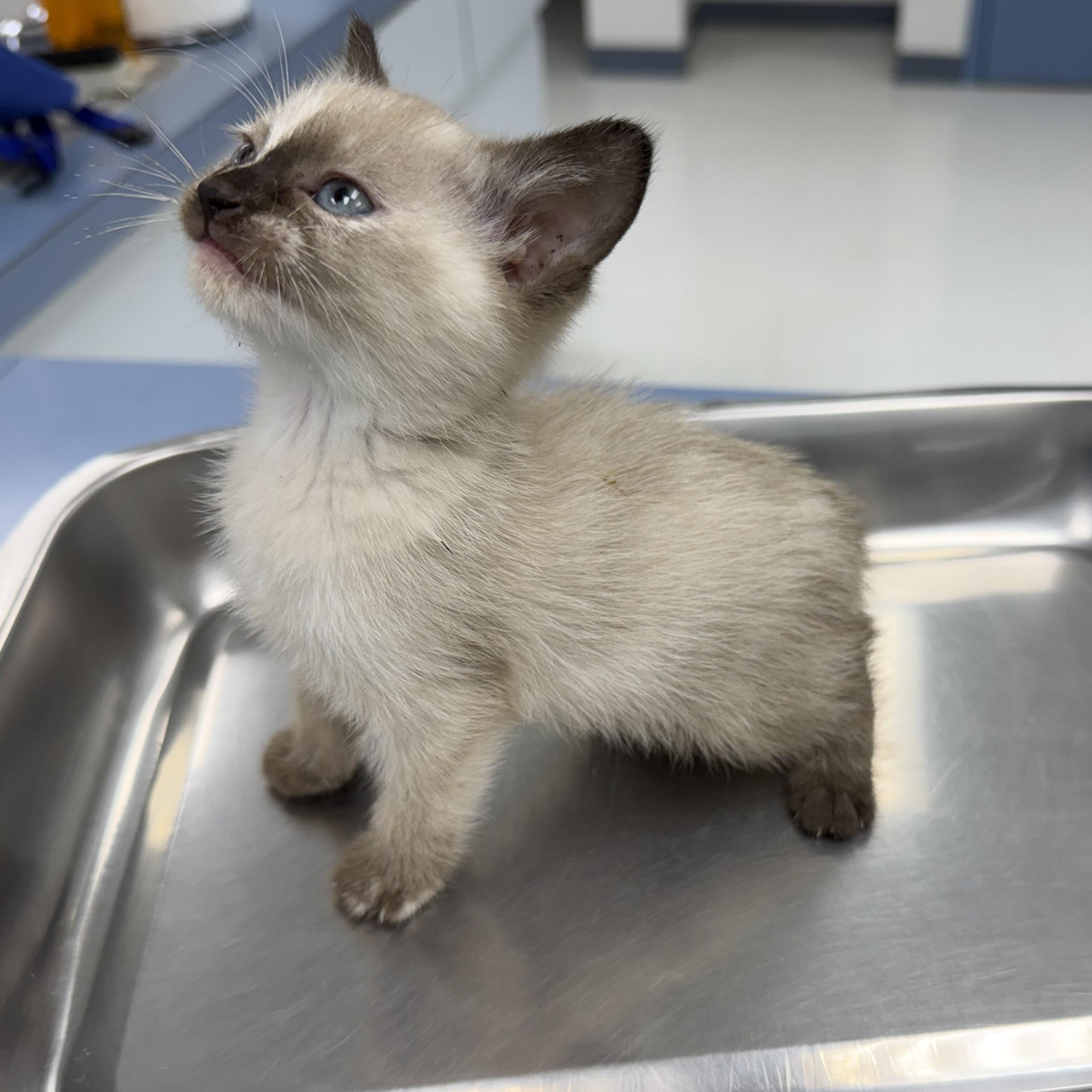 Enlarge Celeste, a ADOPTABLE mixed breed in Marfa, TX image 1/2