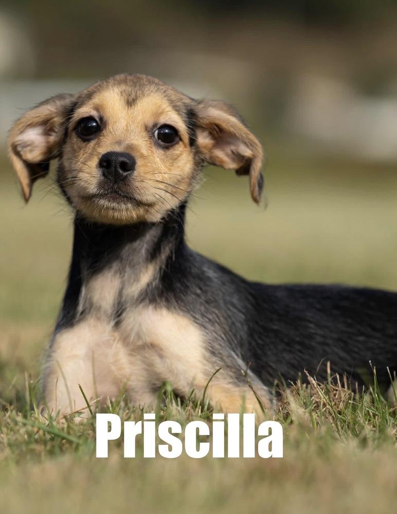 Enlarge Priscilla, a Adoptable mixed breed in Irwin, PA image 1/1