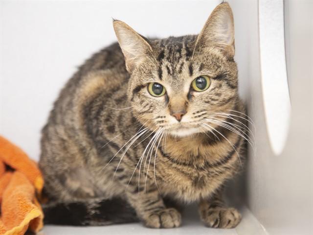 Enlarge MAEVE, a Adoptable Domestic Short Hair in Phoenix, AZ image 1/1