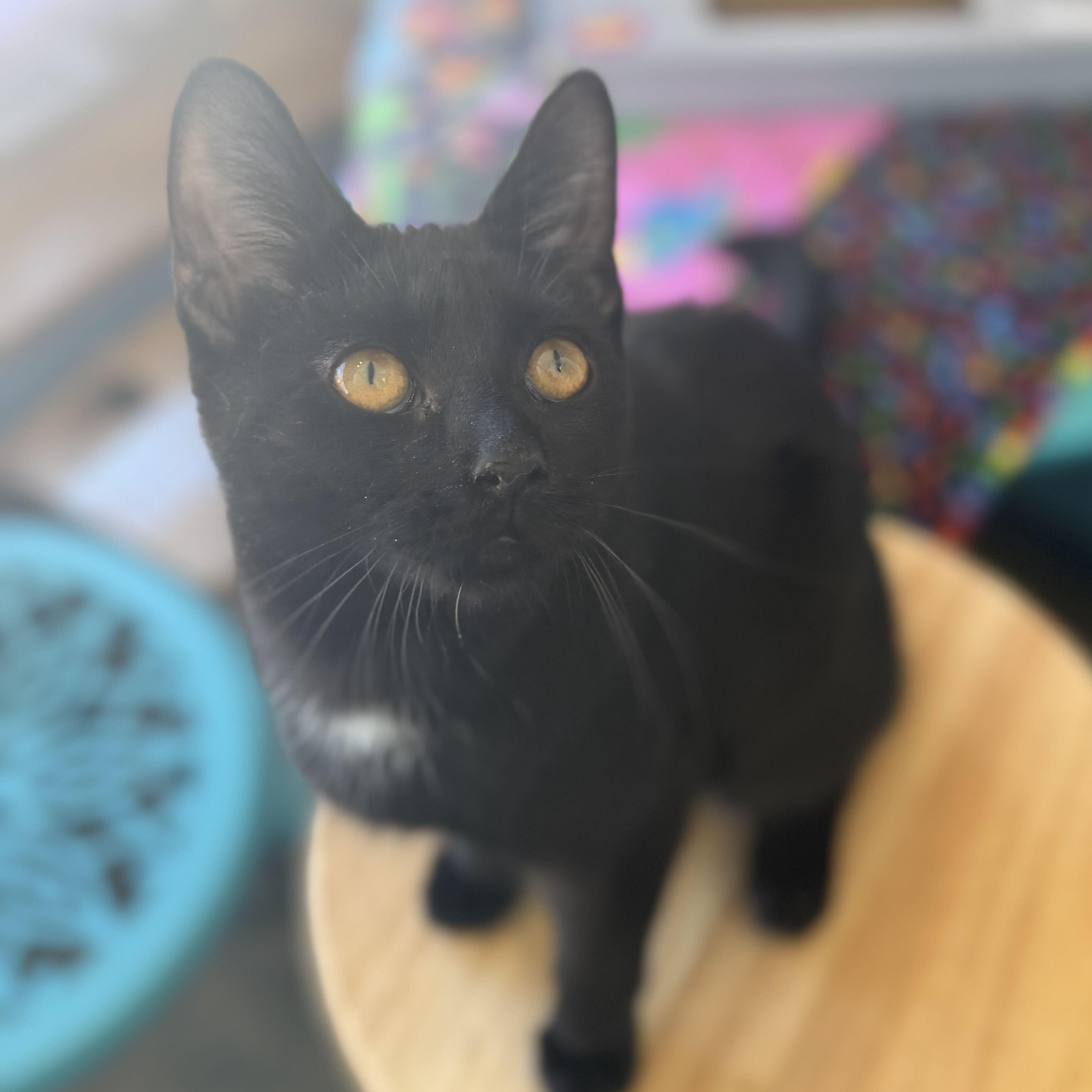 Enlarge Diamond, a Adoptable Domestic Short Hair in East Amherst, NY image 3/6