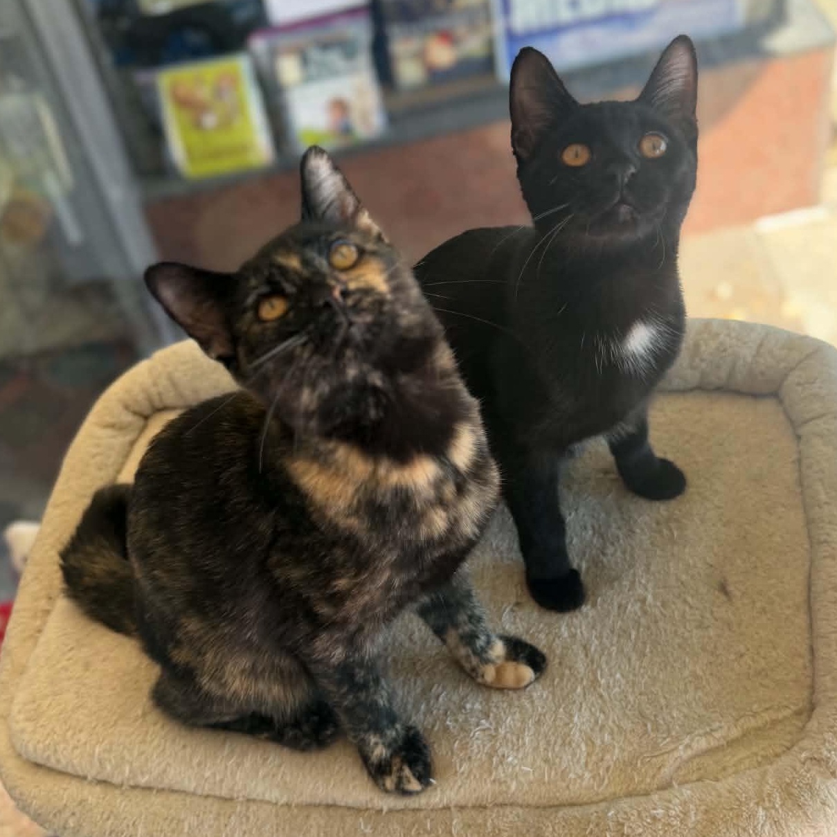 Enlarge Diamond, a Adoptable Domestic Short Hair in East Amherst, NY image 6/6