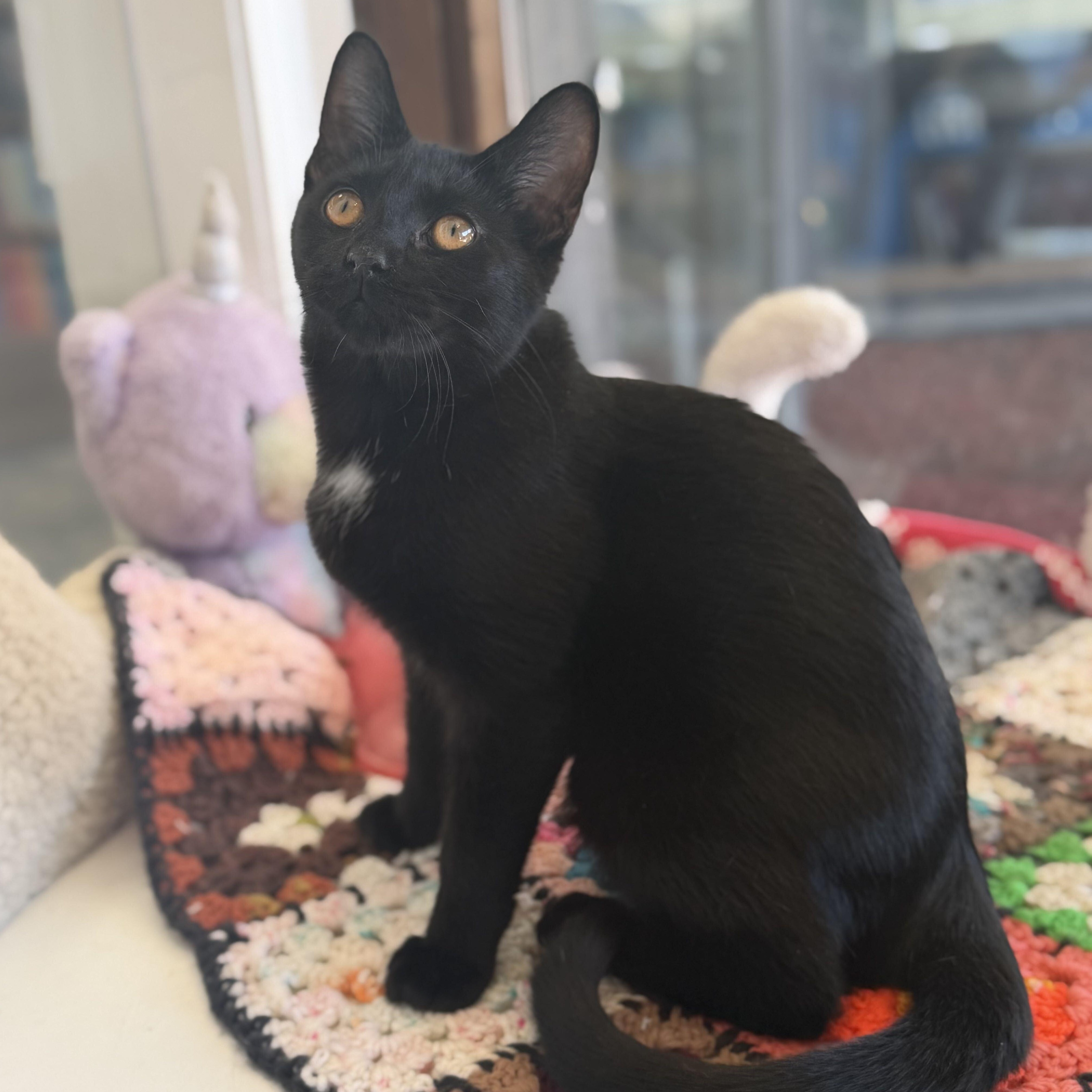 Diamond, Adoptable, Kitten Female Domestic Short Hair.