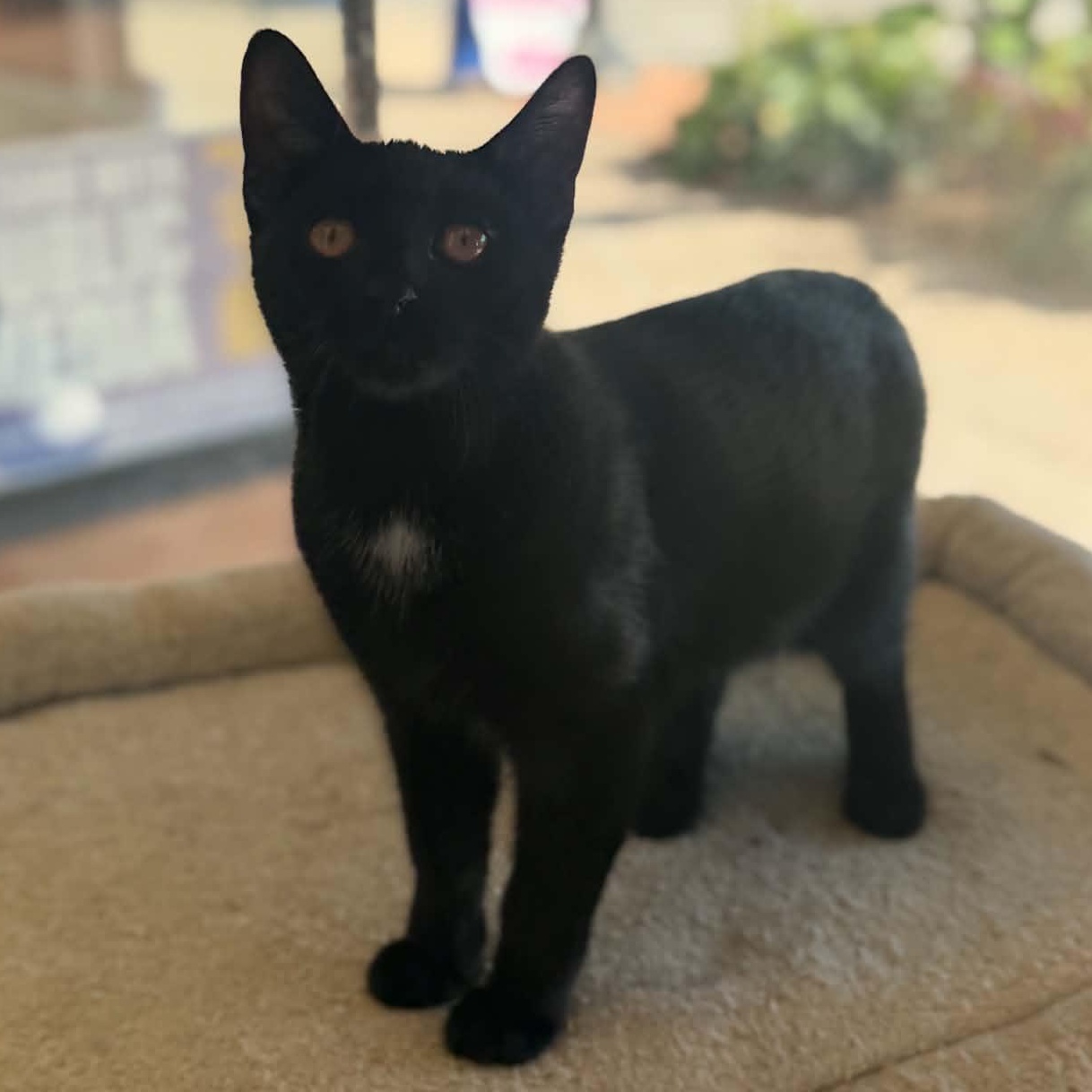Enlarge Diamond, a Adoptable Domestic Short Hair in East Amherst, NY image 5/6