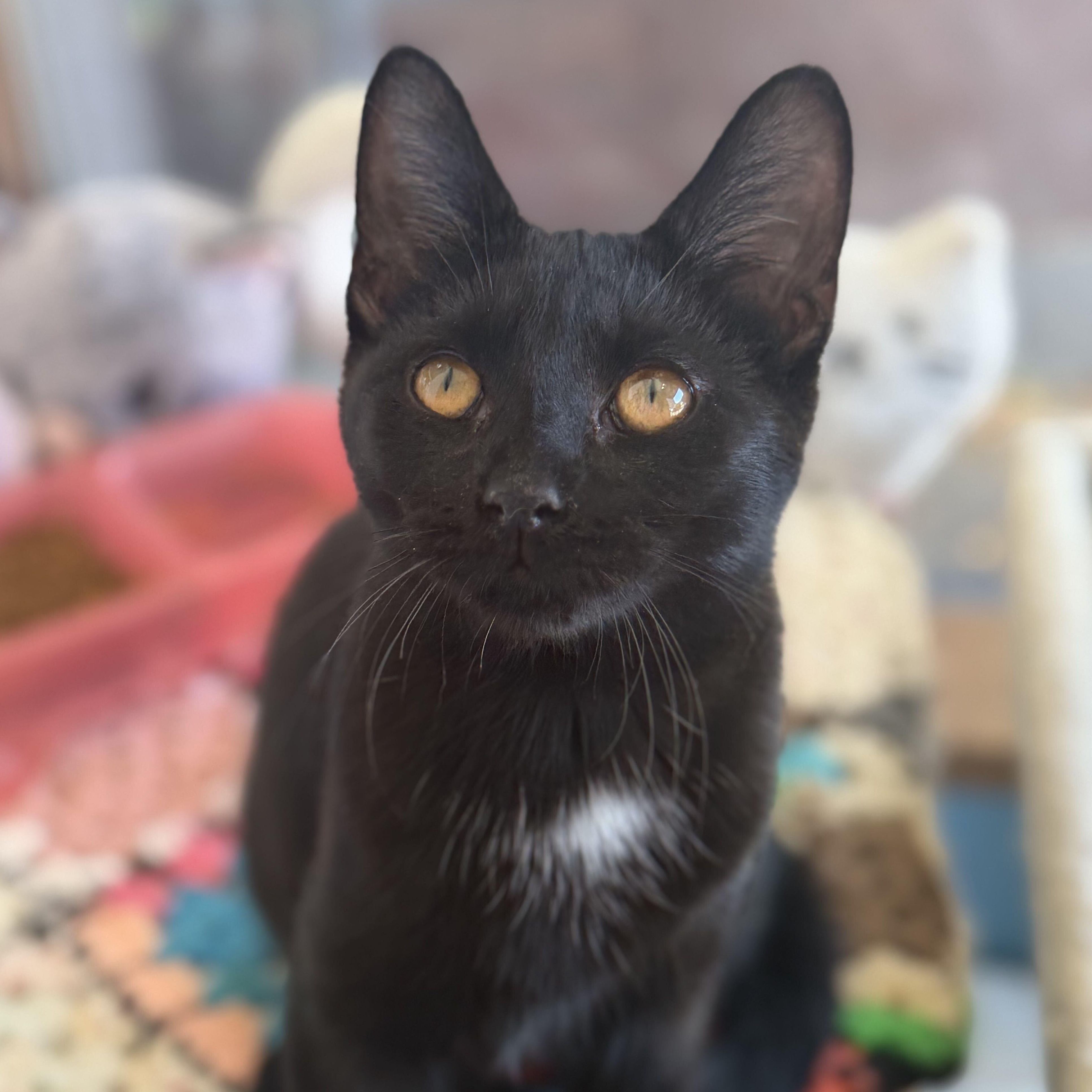 Enlarge Diamond, a Adoptable Domestic Short Hair in East Amherst, NY image 2/6