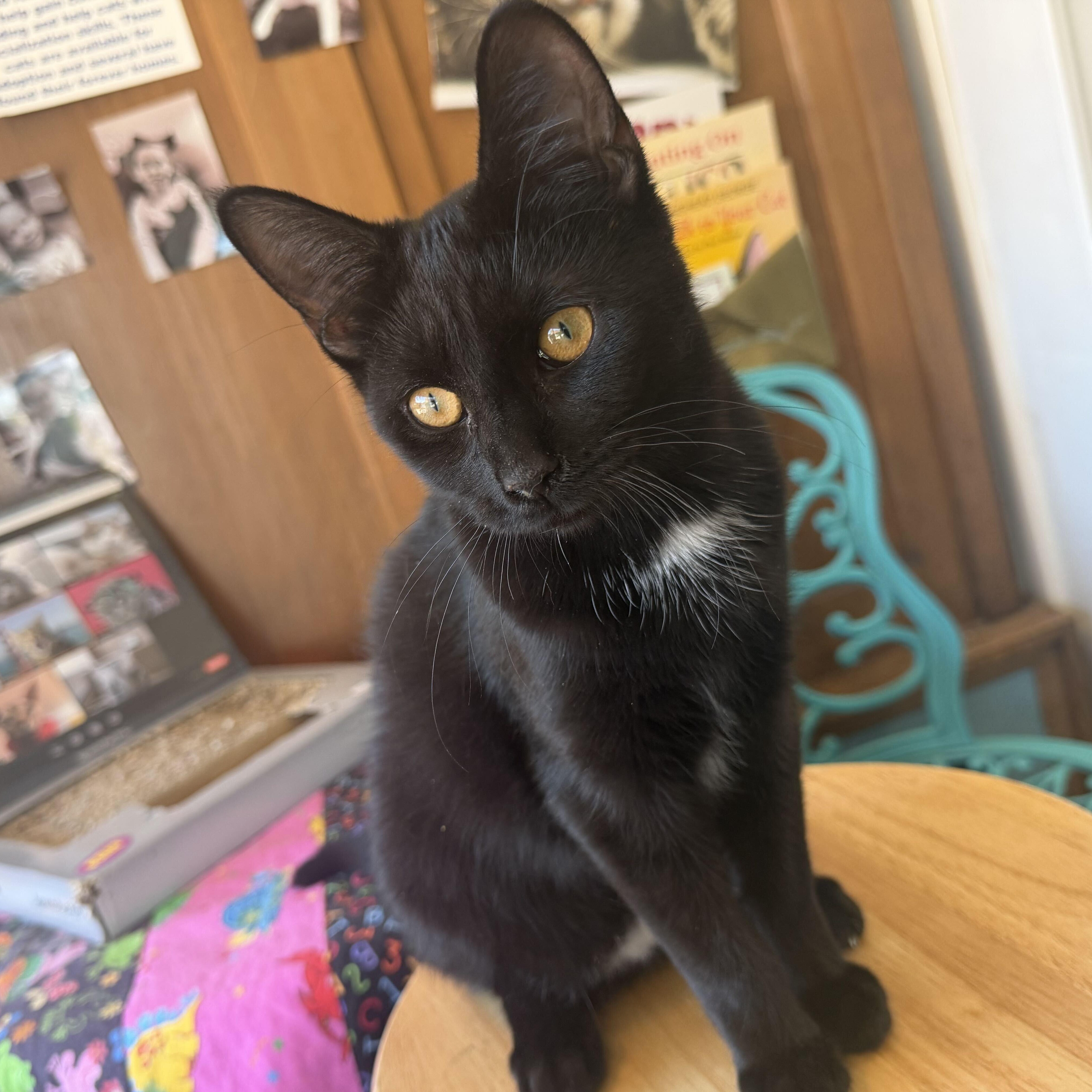 Enlarge Diamond, a Adoptable Domestic Short Hair in East Amherst, NY image 4/6