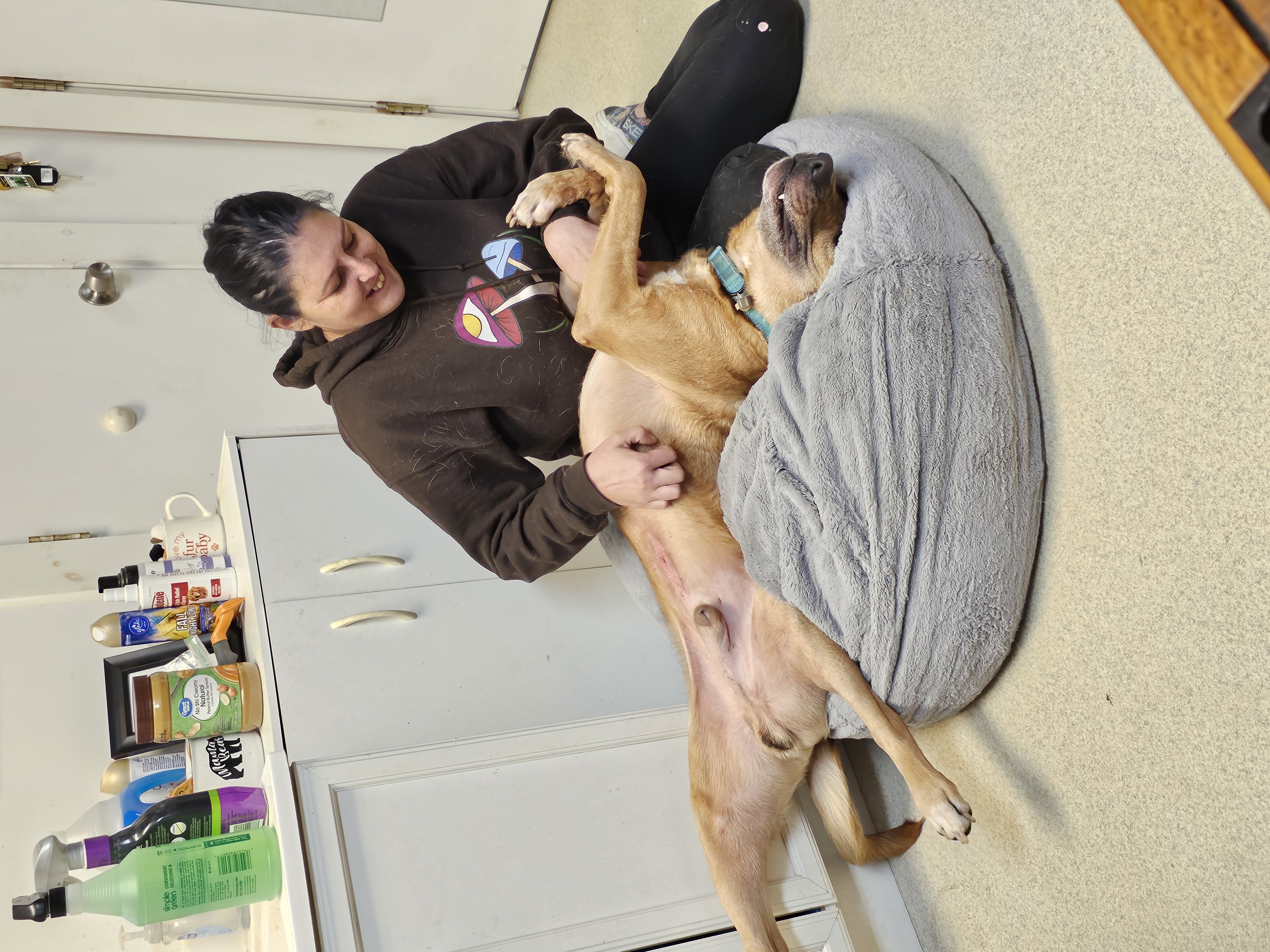 Enlarge ANCHOR, a Adoptable Mixed Breed in TULSA, OK image 9/11