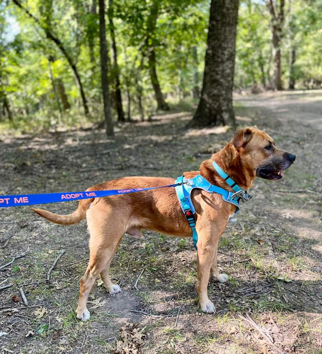 Enlarge ANCHOR, a Adoptable Mixed Breed in TULSA, OK image 10/11