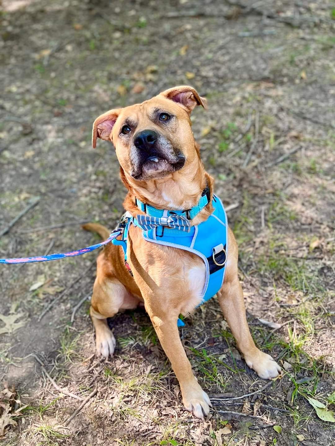 ANCHOR, a Adoptable Mixed Breed in TULSA, OK image 1/11
