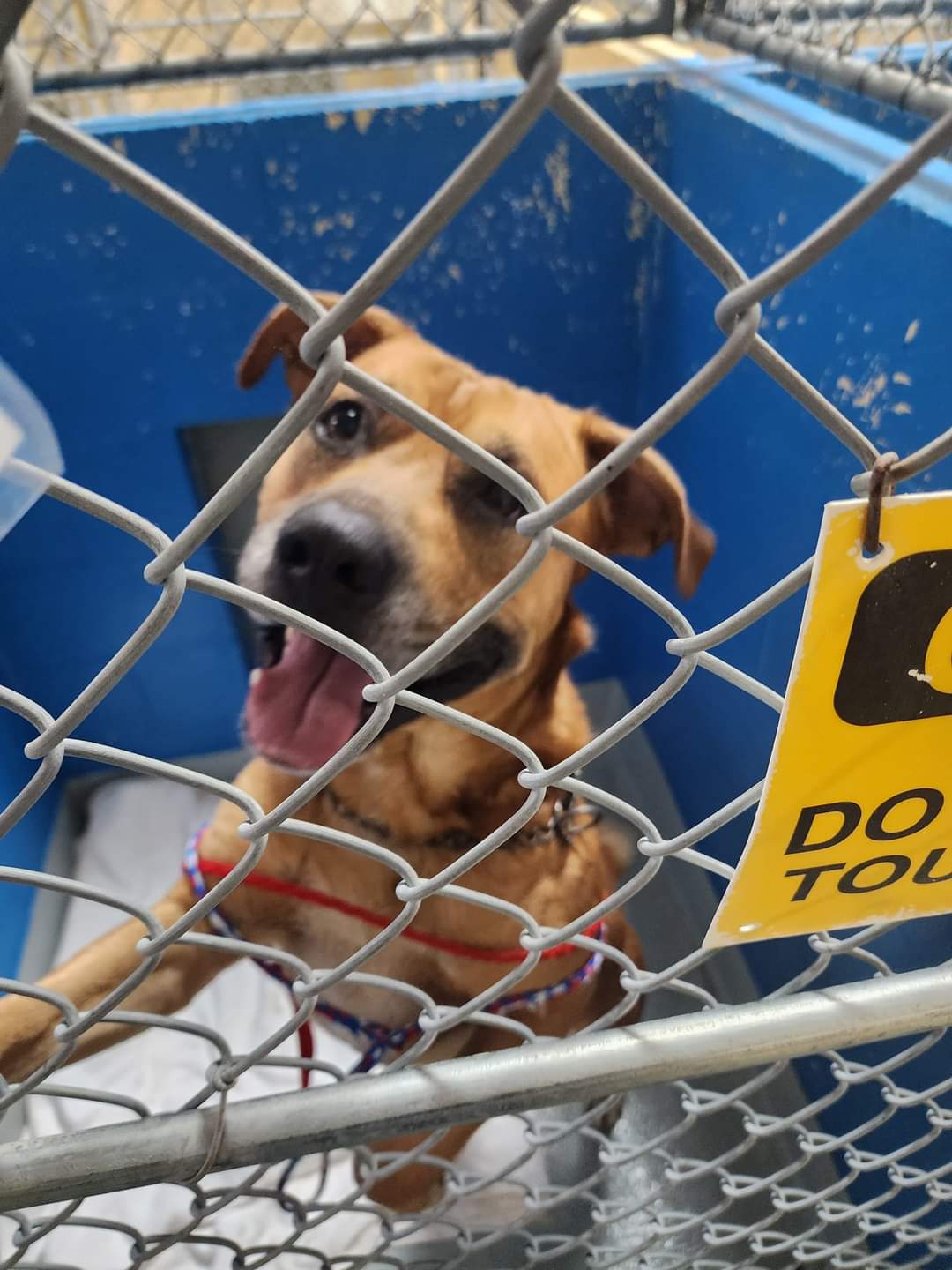 Enlarge ANCHOR, a Adoptable Mixed Breed in TULSA, OK image 11/11