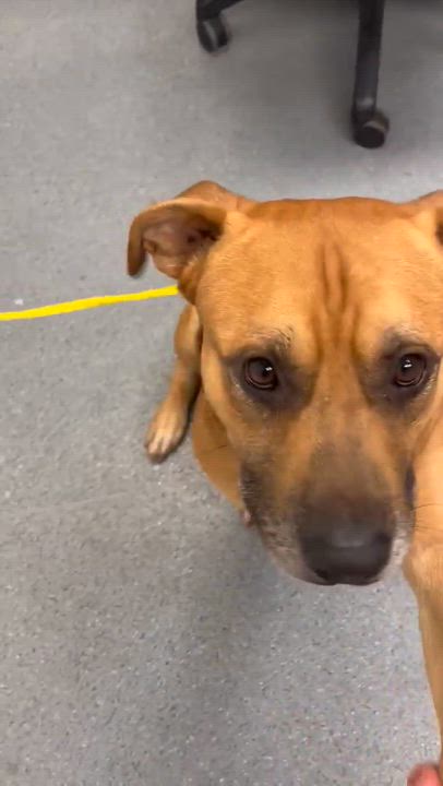 Enlarge ANCHOR, a Adoptable Mixed Breed in TULSA, OK video 8/11