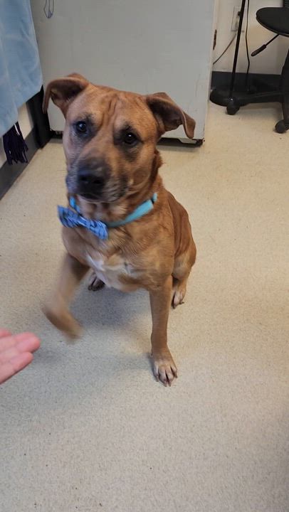 Enlarge ANCHOR, a Adoptable Mixed Breed in TULSA, OK video 7/11