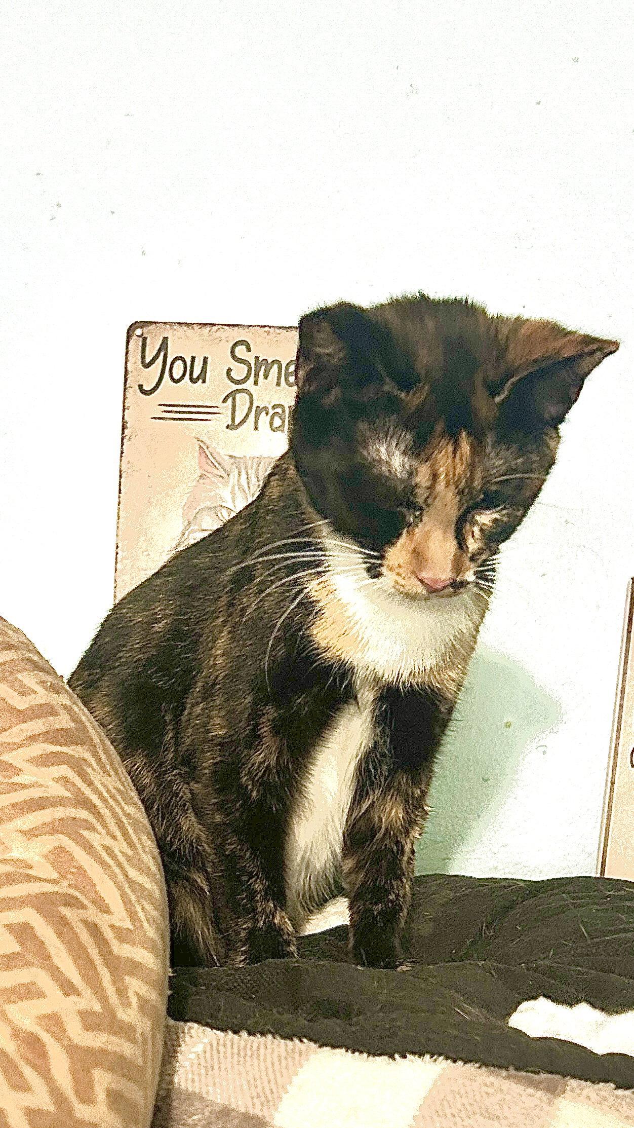 LIZZY, Adopted, Adult Female Tuxedo & Calico.