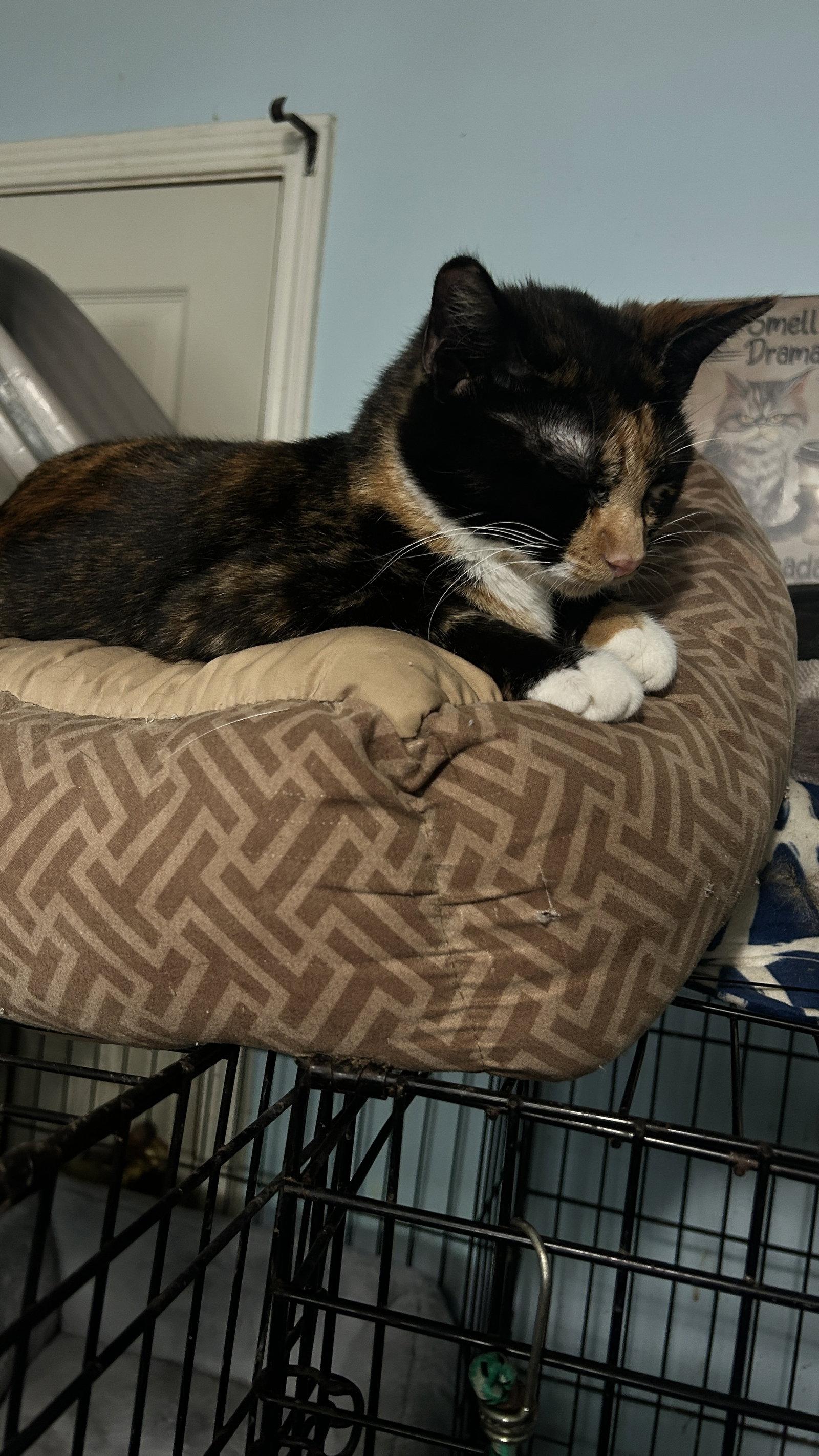 LIZZY, a Adopted mixed breed in Cypress, TX image 3/3