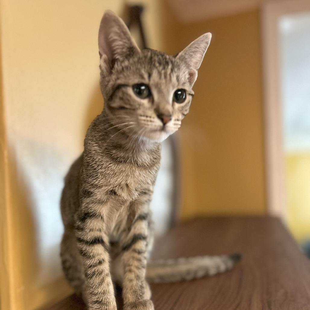 Rey, Adoptable, Young Female Domestic Short Hair.