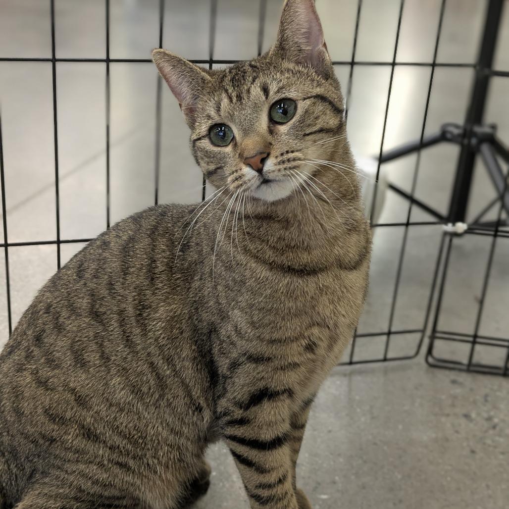 Enlarge Rey, a Adoptable Domestic Short Hair in Atlanta, GA image 2/4