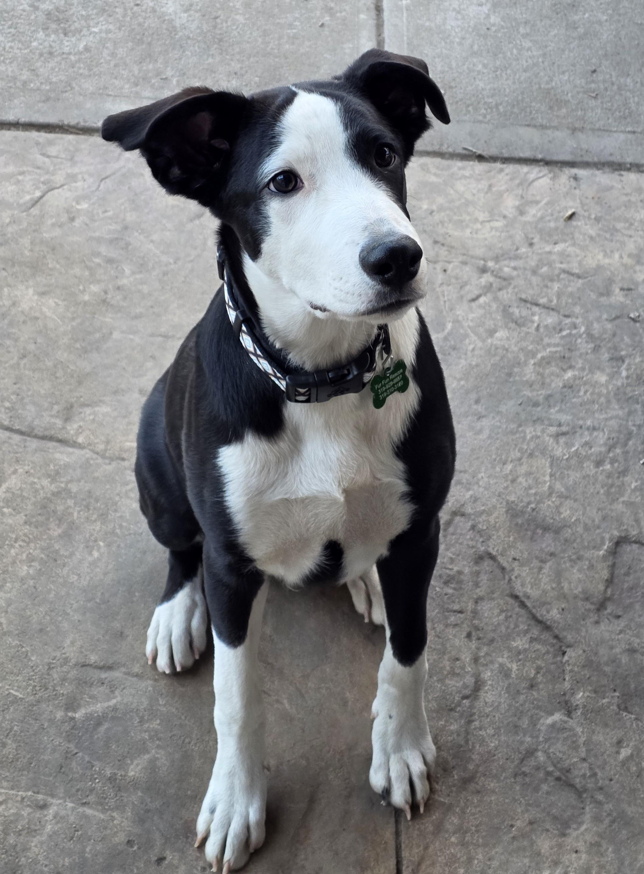 Judd, ADOPTABLE, Puppy Male Australian Shepherd.