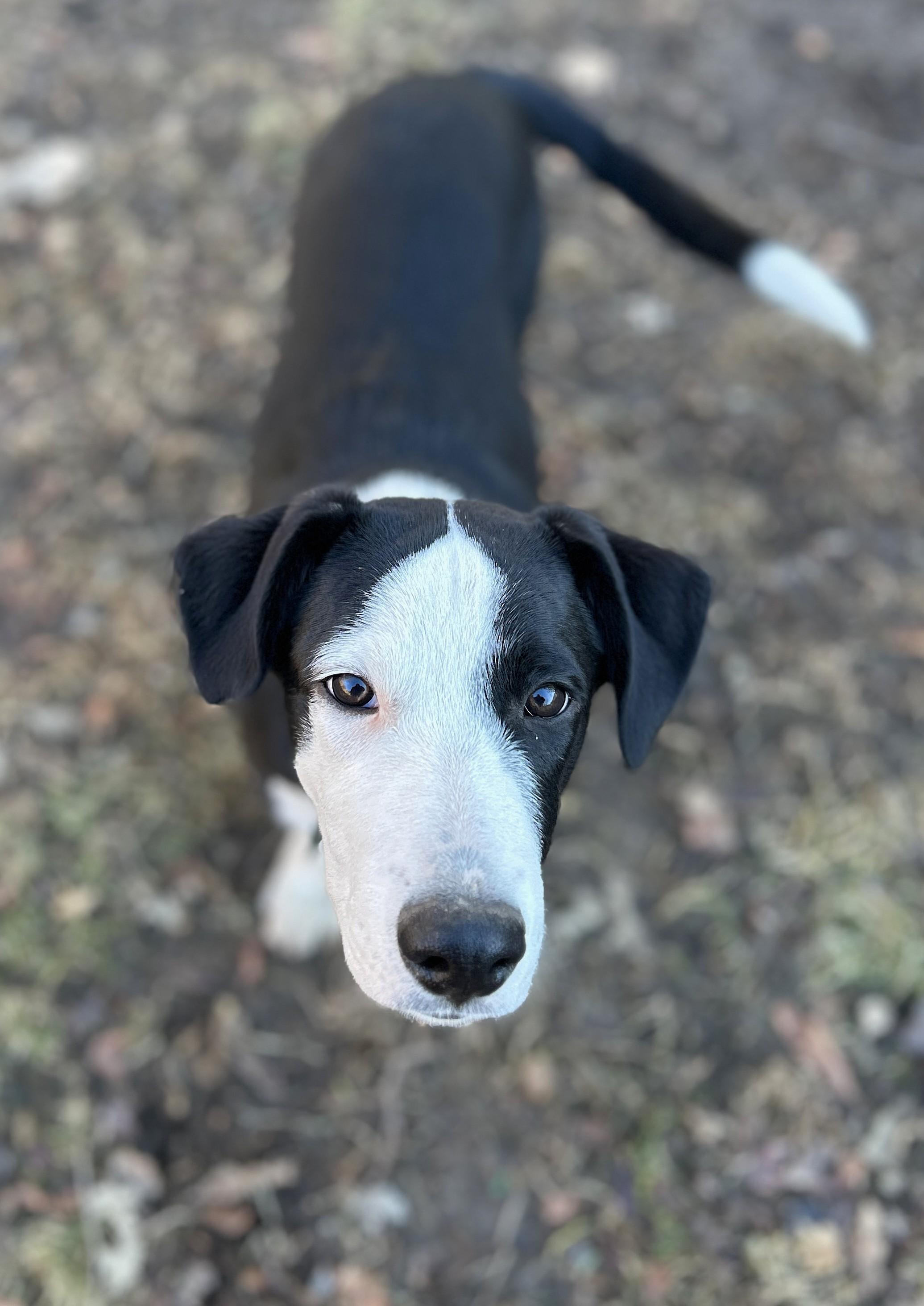 Judd, a ADOPTABLE mixed breed in Lisbon, IA image 6/6