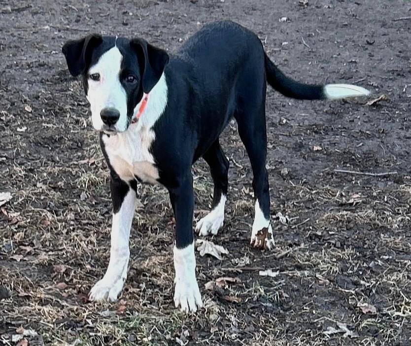 Judd, a ADOPTABLE mixed breed in Lisbon, IA image 3/6