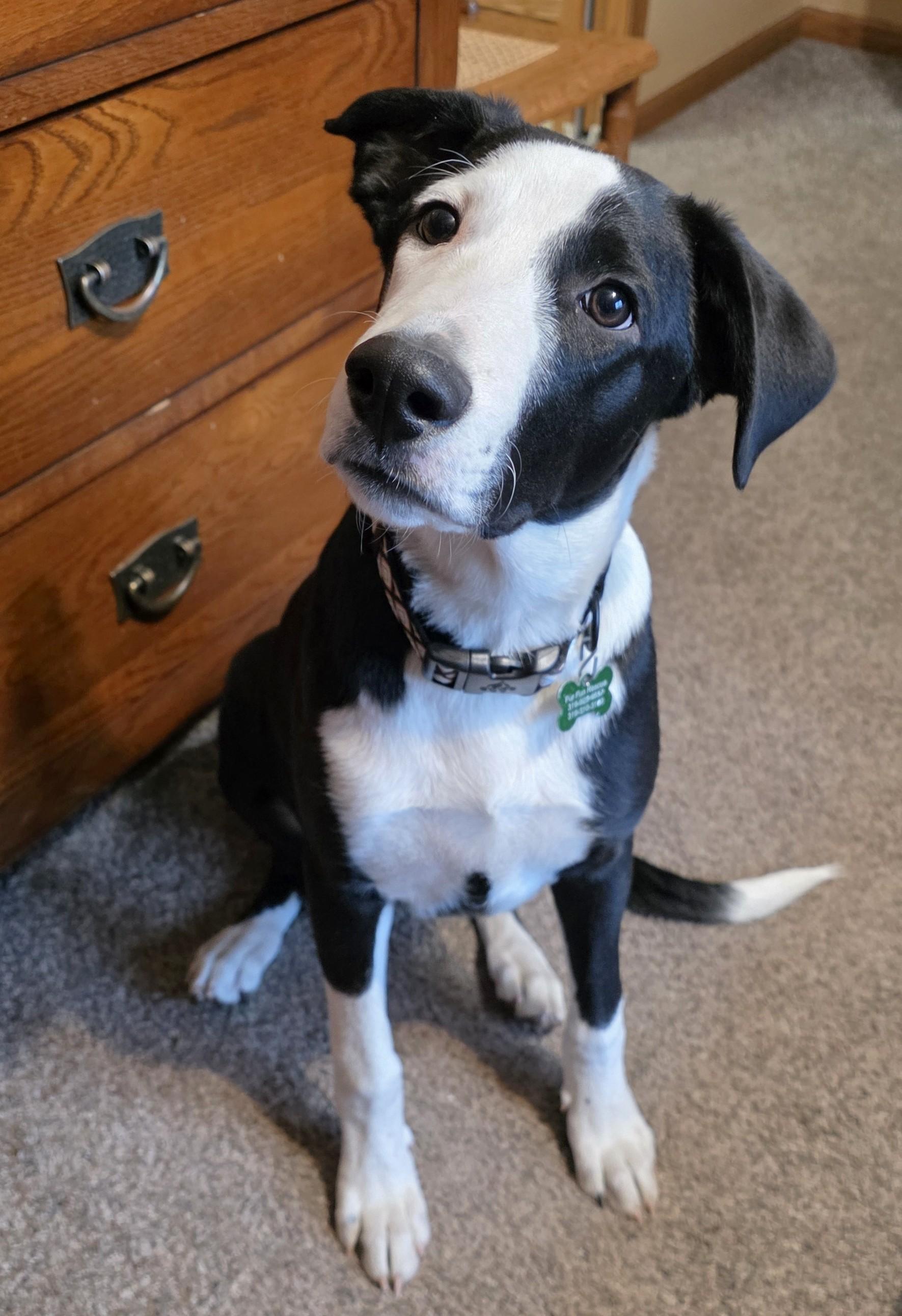 Judd, a ADOPTABLE mixed breed in Lisbon, IA image 2/6