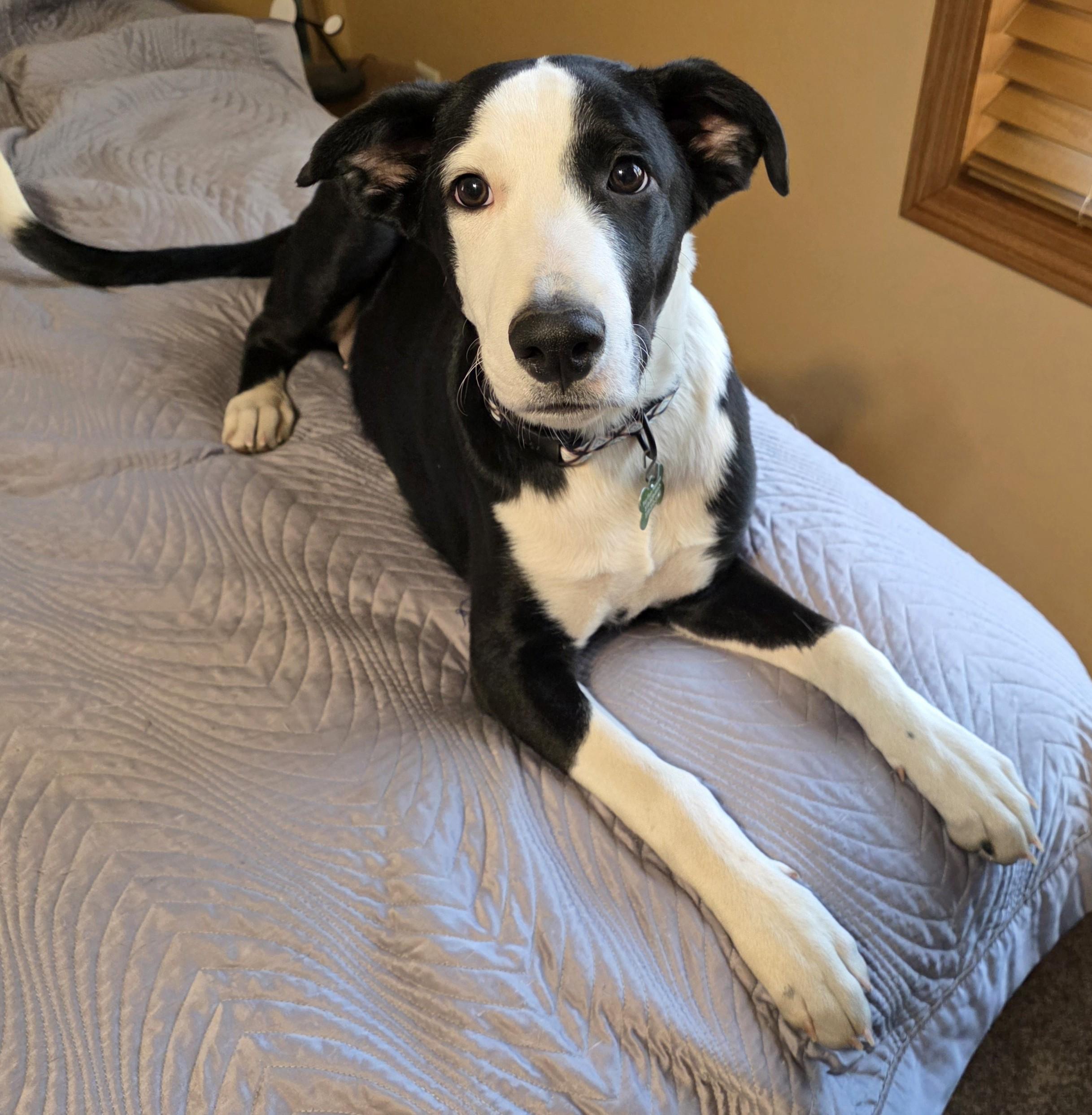 Judd, a ADOPTABLE mixed breed in Lisbon, IA image 5/6