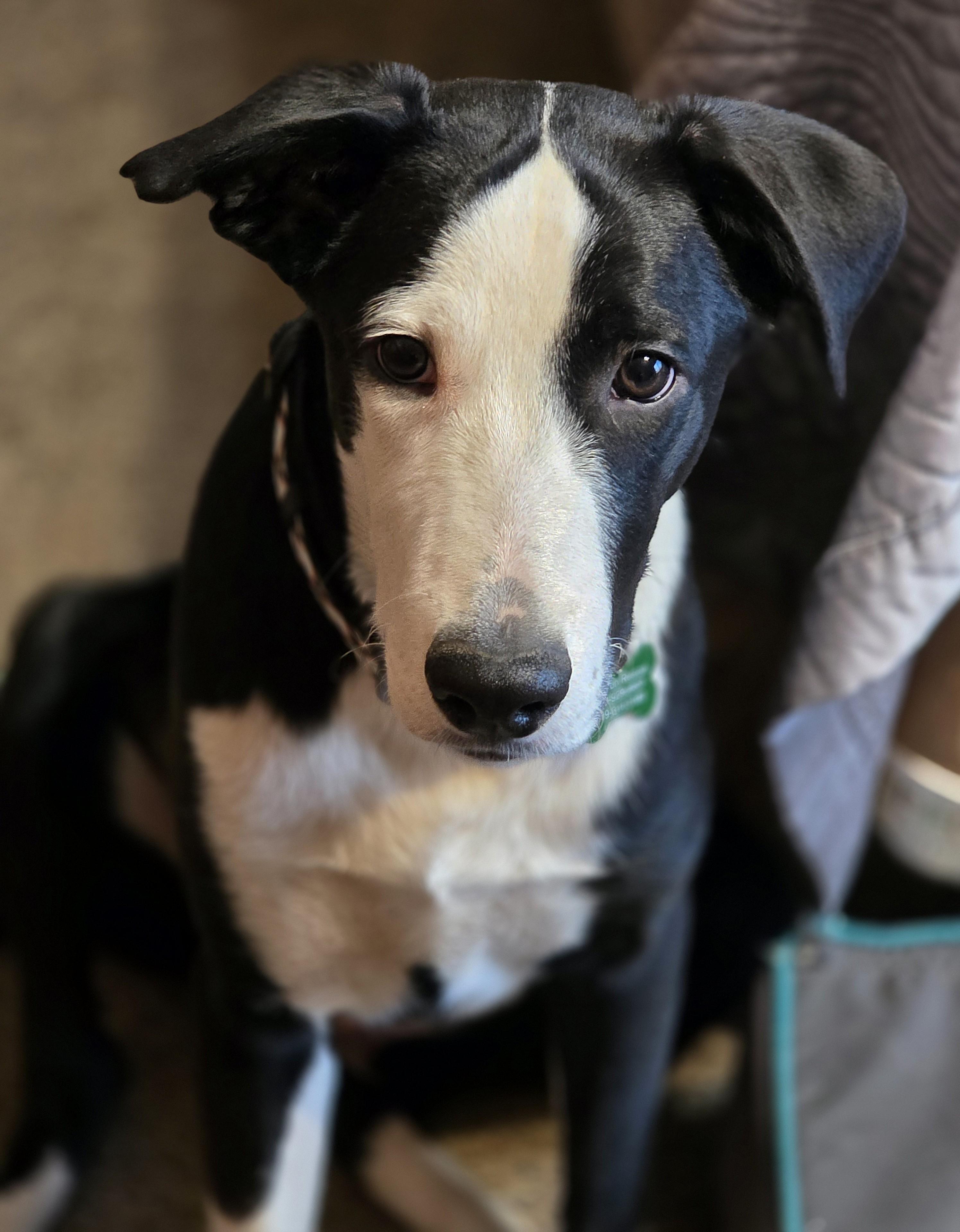 Judd, a ADOPTABLE mixed breed in Lisbon, IA image 4/6