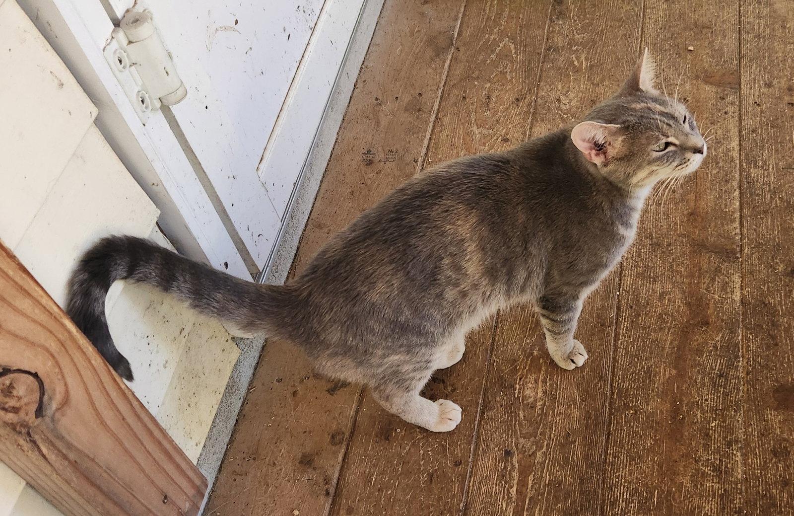 Chowder, Adoptable, Young Female Domestic Short Hair.