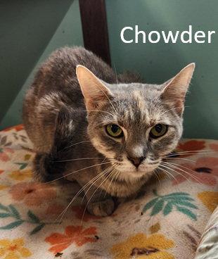Enlarge Chowder, a Adoptable Domestic Short Hair in Crossville, TN image 1/3