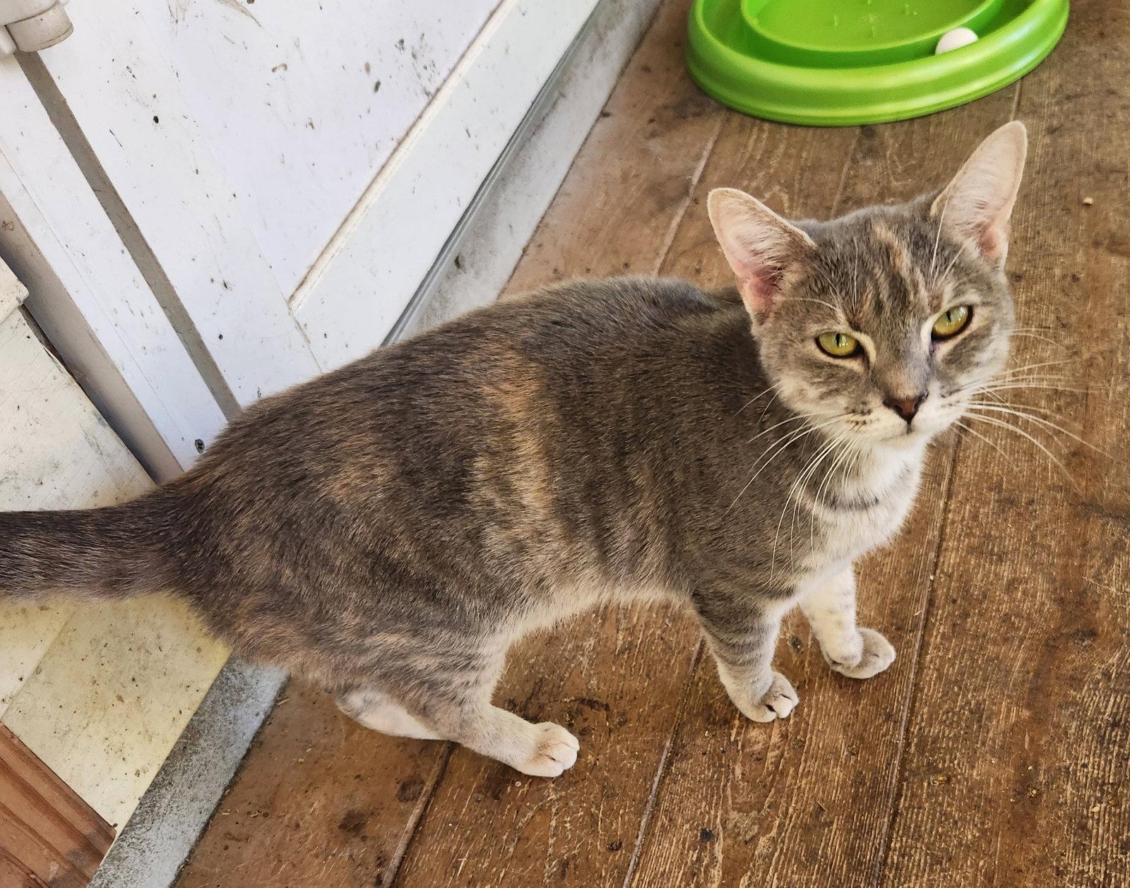 Enlarge Chowder, a Adoptable Domestic Short Hair in Crossville, TN image 2/3