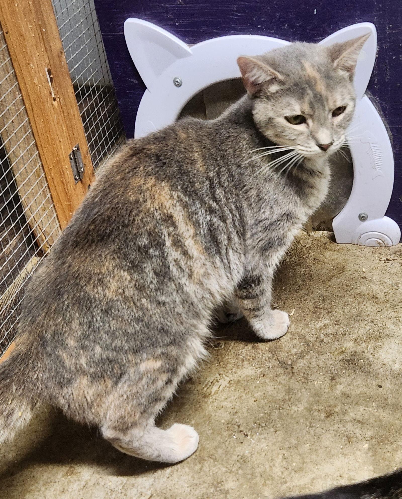 Chowder, Adoptable, Young Female Domestic Short Hair.