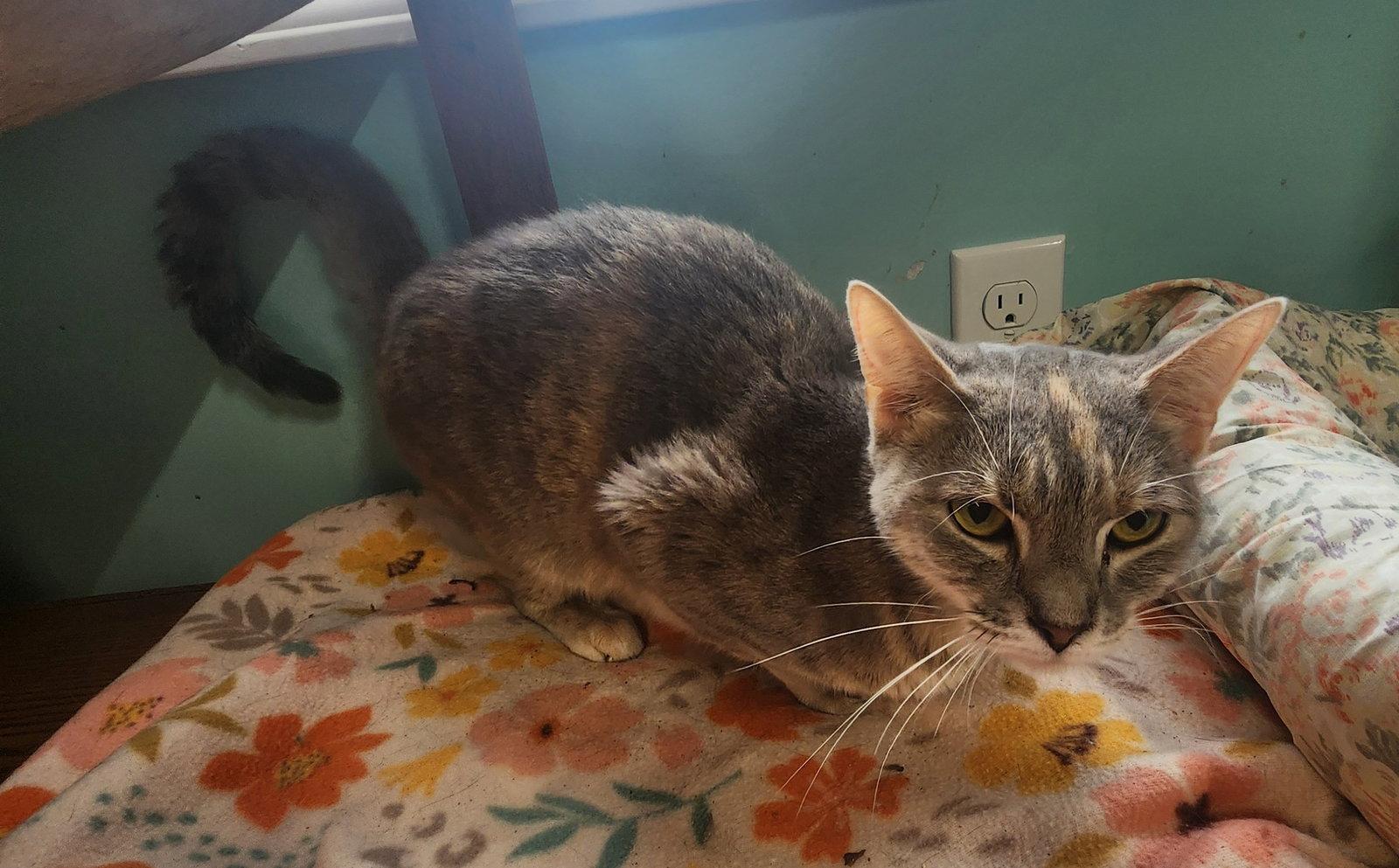 Enlarge Chowder, a Adoptable Domestic Short Hair in Crossville, TN image 3/3